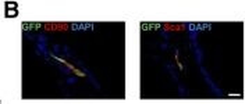 GFP antibody