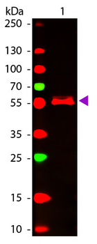 MOUSE IgG2b antibody (ATTO 647N) [Out of stock]