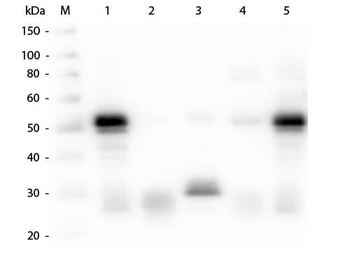 Rabbit IgG (H&L) antibody (TRITC)