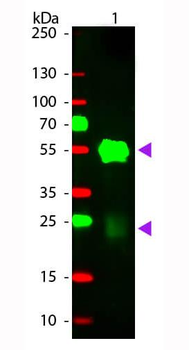 Rabbit IgG (H&L) antibody (TRITC)