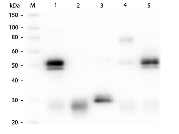 RABBIT IgG (H&L) antibody (Peroxidase)