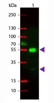 Mouse IgG (H&L) antibody (TRITC)