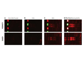 Blocking Buffer For Fluorescent Western Blotting