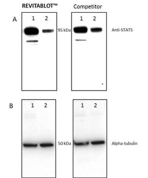 Revitablot Western Blot Stripping Buffer