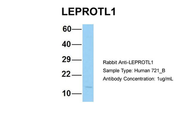 LEPROTL1 antibody