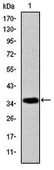 AIF Antibody