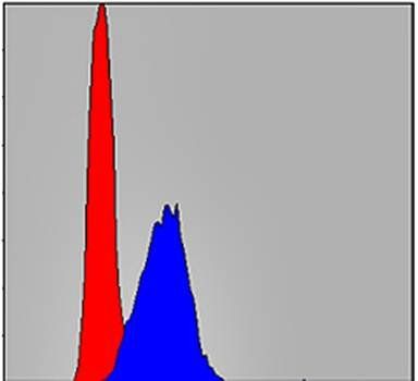 AIF Antibody