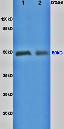 alpha 2a Adrenergic Receptor antibody