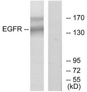 EGFR antibody