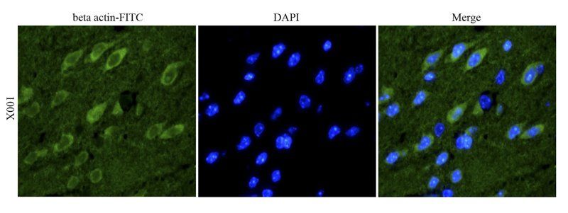 beta Actin antibody (FITC)