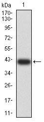 C3C Antibody