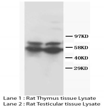 RUNX2 Antibody