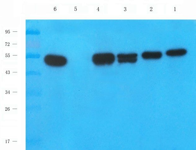 Mlkl antibody