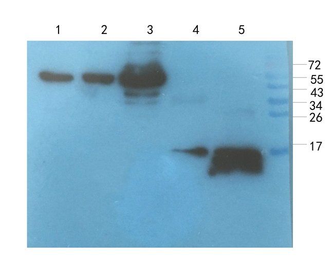 Osteocalcin antibody