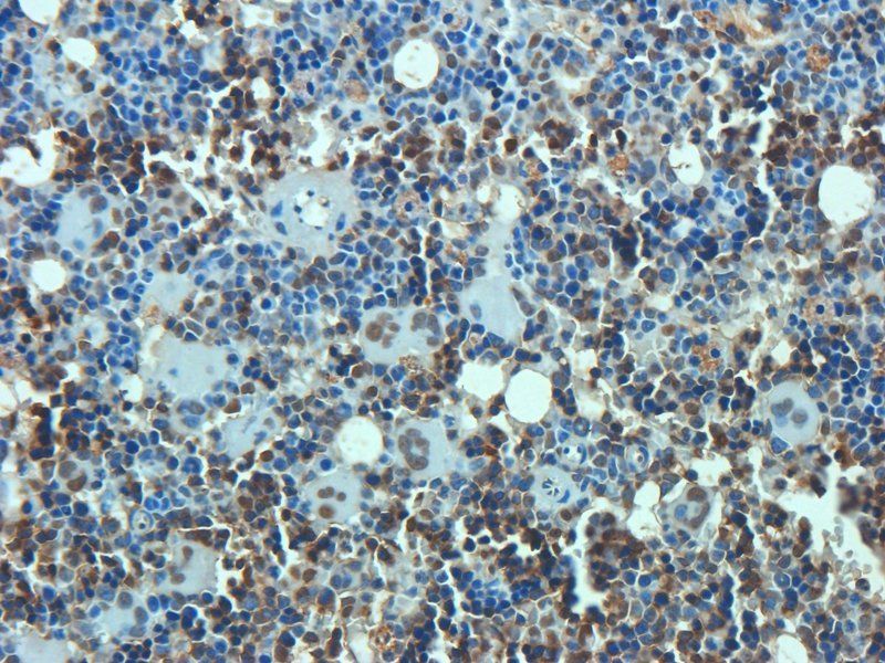 Osteocalcin antibody