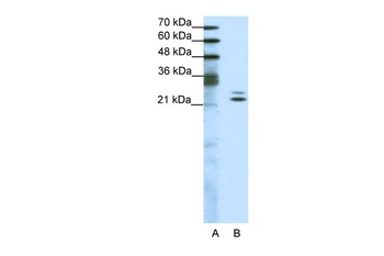 BUD31 Antibody