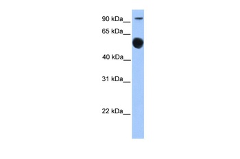 EBF1 Antibody