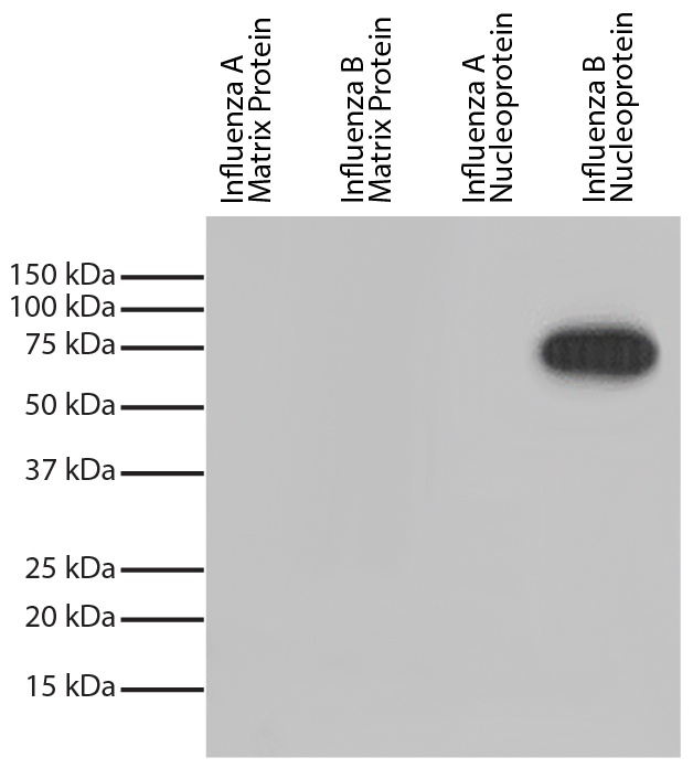 NP Antibody (HRP)