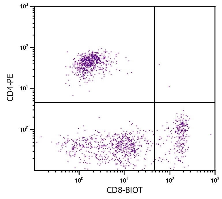 CD8B Antibody (Biotin)