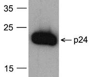 GAG Antibody (Biotin)