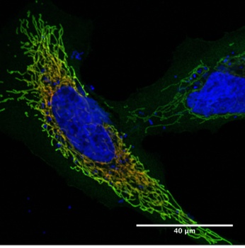 GCN4 Antibody