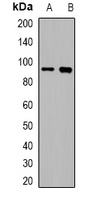 VIL1 antibody