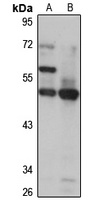 ASZ1 antibody