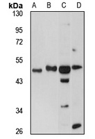 P2Y12 antibody