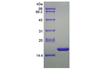 Recombinant Rat Tumor Necrosis Factor-alpha/TNFSF2