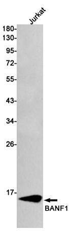 BANF1 Antibody