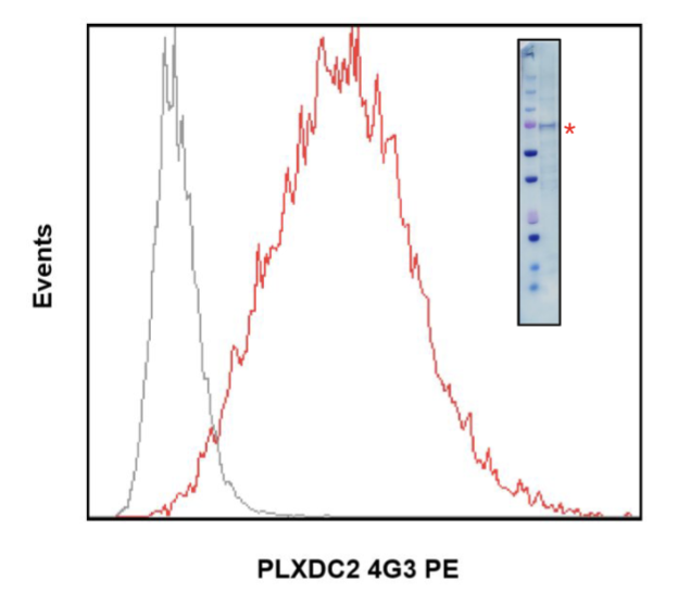 Anti-PLXDC2 (4G3) rabbit mAb PE Conjugate