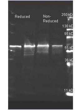 Choline Oxidase antibody (Peroxidase)