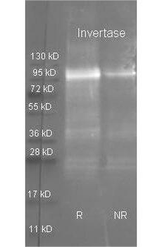 Invertase antibody (Peroxidase)