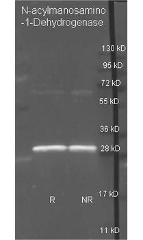 N-Acylmannosamine-1-Dehydrogenase antibody (Peroxidase)