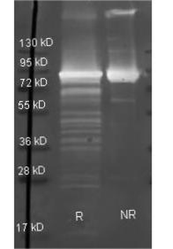 Maltose phosphorylase antibody (Peroxidase)