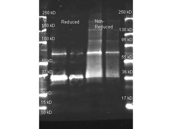 Uricase antibody (Biotin)