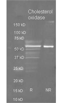 Cholesterol Oxidase antibody (Biotin)