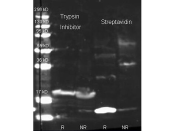 Streptavidin antibody (FITC)