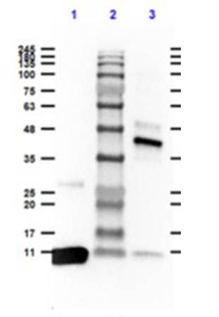 Streptavidin antibody (Peroxidase)