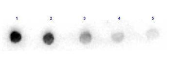 Arginase antibody (Peroxidase)