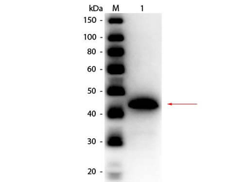 Alcohol Dehydrogenase antibody (Peroxidase)