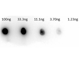 Carbonic Anhydrase II antibody (Peroxidase)