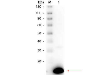 Ribonuclease A antibody (Peroxidase)