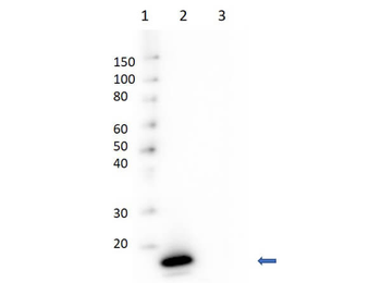 Avidin antibody (Peroxidase)