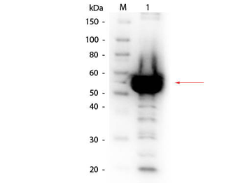 Alpha Amylase antibody (Biotin)