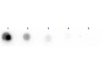 Penicillinase antibody (Biotin)