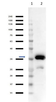 Malate Dehydrogenase antibody (Peroxidase)