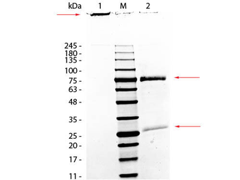 Monkey IgM Antibody