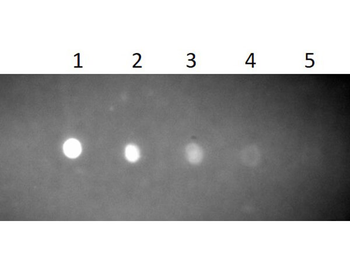 Rabbit IgM (mu) antibody (FITC)