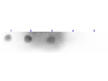 Mouse IgM (H&L) antibody (Peroxidase)